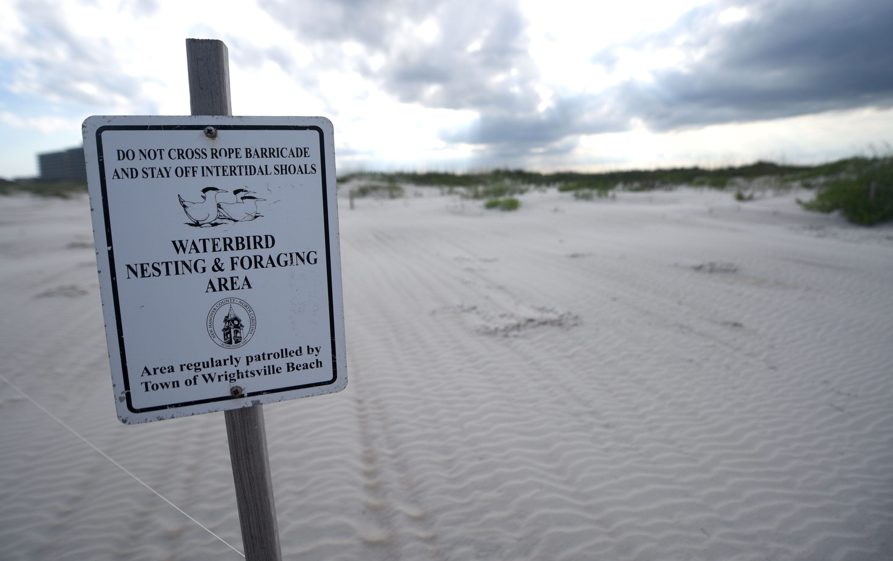 As weather warms, nesting shorebirds and sea turtles join people heading to NC's beaches