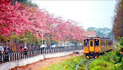 （彰化）二水花旗木綻放 單騎追火車迎花雨