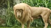 White Lion at China Zoo Turns Heads With Unique Mullet-Like Mane that He Styles Himself