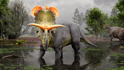 Giant Horned Lokiceratops: Remarkable New Dinosaur Unearthed in the Ancient Swamps of Montana