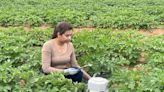 Research project in P.E.I. potato field confirms the oldtimers were right about manure