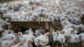 Bill seeks to curb risks that NC poultry farms pose to neighbors, the environment