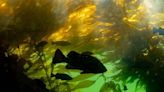 Underwater gardeners work to restore B.C.'s majestic kelp forests