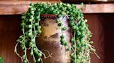 The string of pearls care guide to ensure a green and healthy plant