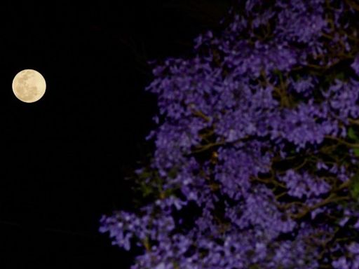 Luna de Flores 2024: ¿Cuándo será el evento astronómico de mayo?