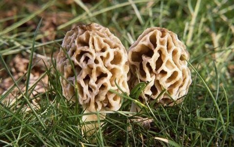 DNR releases morel mushroom hunting map: Best spots to find them