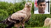 Psychic eagle makes Rishi v Keir Sun election showdown guess