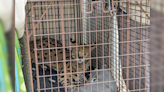 Bill banning serval, kangaroo ownership in Illinois passes House