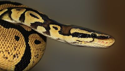 Un hombre en Sevilla logra salvar su vida por contar los dientes de la serpiente que le mordió