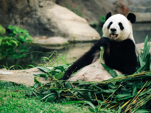 香港再獲贈一對大熊貓海洋公園定居 熊貓來港歷史回顧