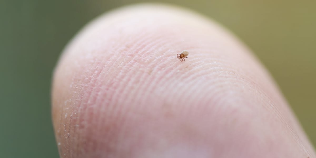 Preventing Lyme Disease - What you need to know