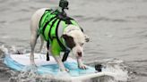 Bay Area now too expensive for annual dog surfing competition