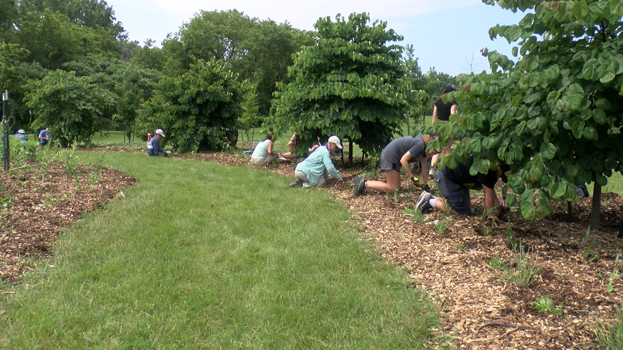 Green Bay Botanical Garden partners with Conservation Corps, installs native plants at Danz Park