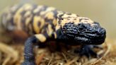 Colorado man dies after Gila monster, lizard pet, bites him