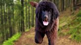 Dad’s Daily Greeting From 10 Newfies and a Pony Is a Picture of Happiness