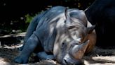 When will Sacramento Zoo welcome its white rhinoceros? Here’s the latest update