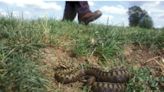 Have adders ever killed anyone in the UK? 100 reported bites each year