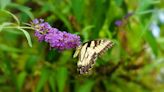 The Perfect Time To Prune A Butterfly Bush