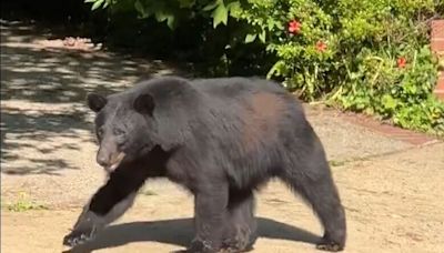 WATCH: Black bear ‘politely’ wanders through Arlington Co. neighborhood - WTOP News