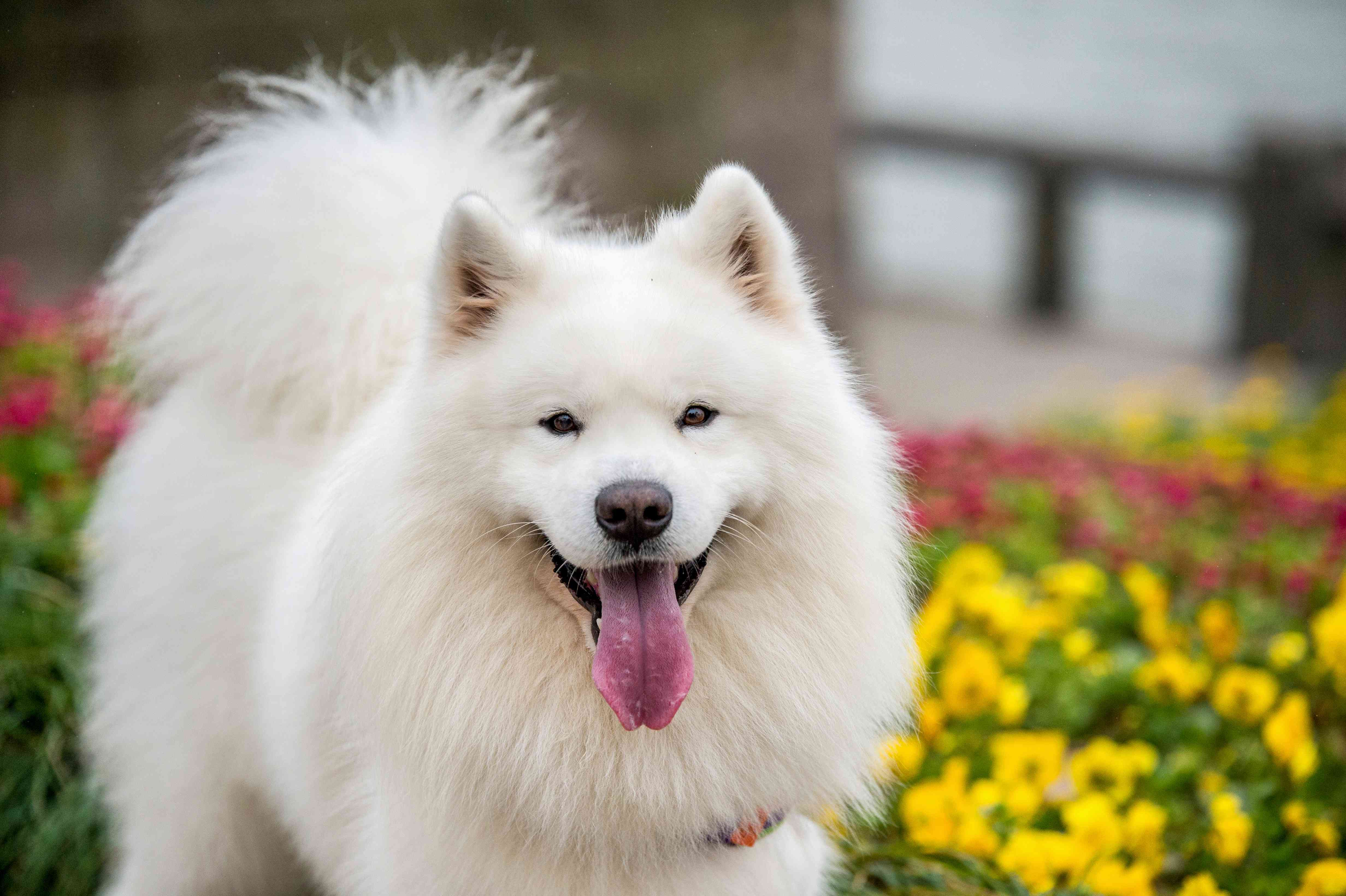 14 Dog Breeds With Curly Tails