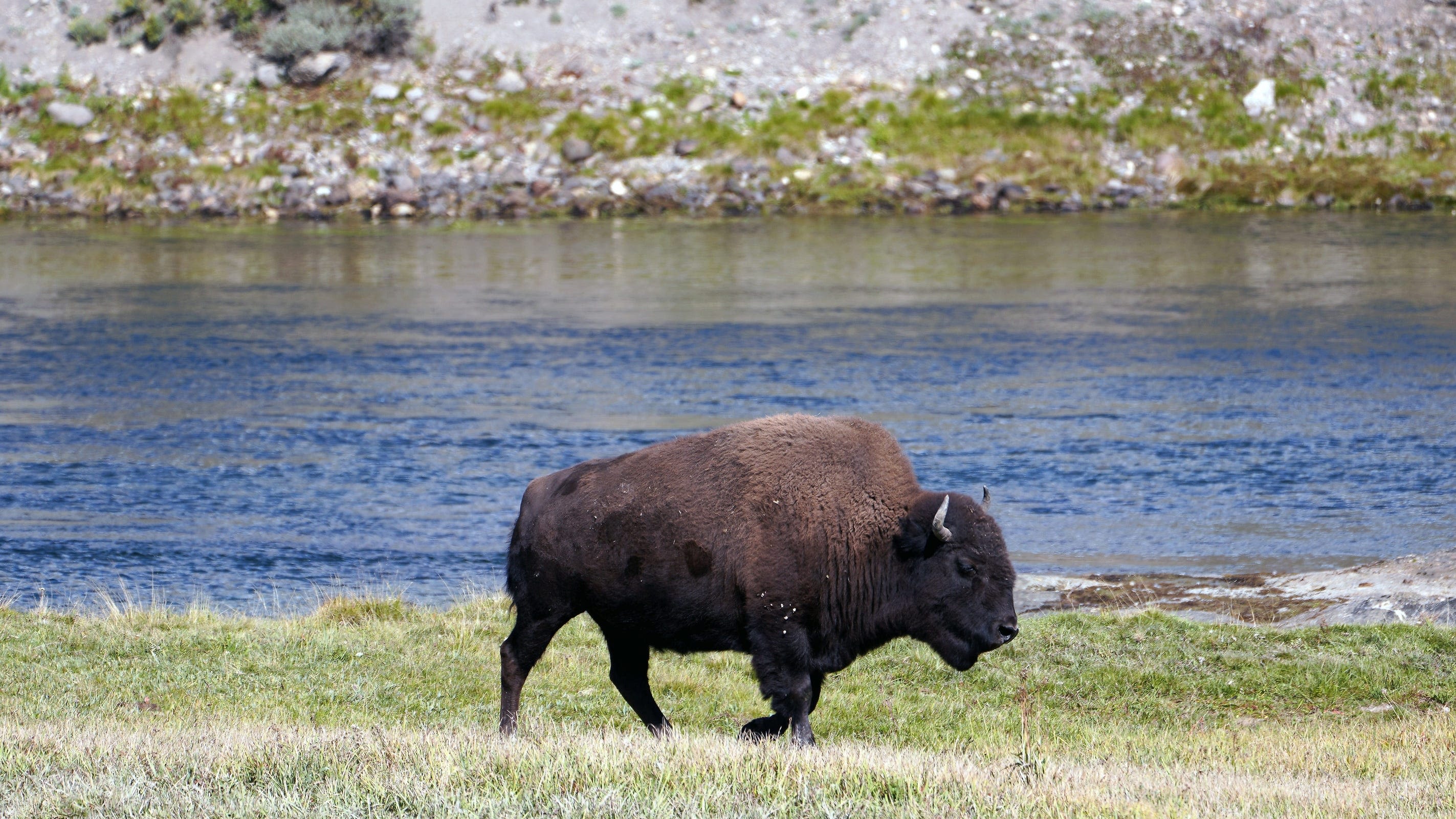 Woman gored by bison in Yellowstone National Park, park reports