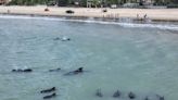 Una veintena de ballenas piloto quedan varadas cerca de una playa en el noreste de Brasil