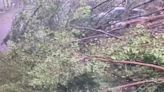 北科大12米大樹突倒塌壓傷1學生 多車毀損慘重