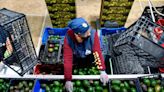 USDA pauses avocado, mango inspections in Mexican state due to security concerns