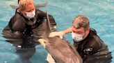 Young dolphin euthanized after being rescued on the Texas coast