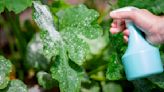 How to Stop Powdery Mildew on Plants, According to a Gardening Pro: Learn About Causes and Solutions