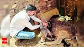 Botulism kills hundreds of cows in Jaisalmer | Jaipur News - Times of India