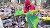 Forest Journal: Spring wildflowers vs. a warming climate