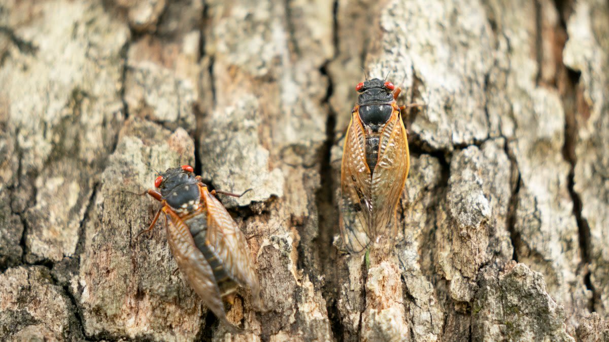 When will cicadas really emerge in Chicago area? Here's when experts expect them to peak