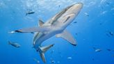 A silky shark named Genie swam 17,000 miles, a record-breaking migration : Short Wave