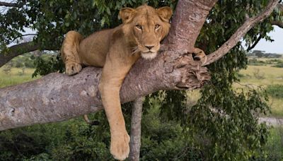 Two lions make record-breaking swim for ‘female affection’