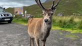 Iconic stag killed because selfish tourists wanted that Instagram moment