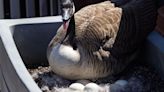 Photos: Canada geese starting family on hospital roof