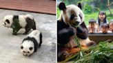Zoológico pinta perritos para hacerlos pasar por pandas y causa polémica