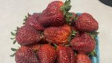 Jersey strawberries are here...but you have to know where to go