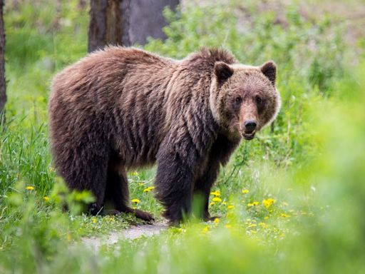 Hunter mistakenly kills grizzly bear, but it wasn’t hunter’s mistake