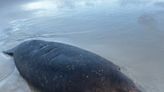 Update: Two beached manatees at Ponce Inlet shore got back in the water and swam away