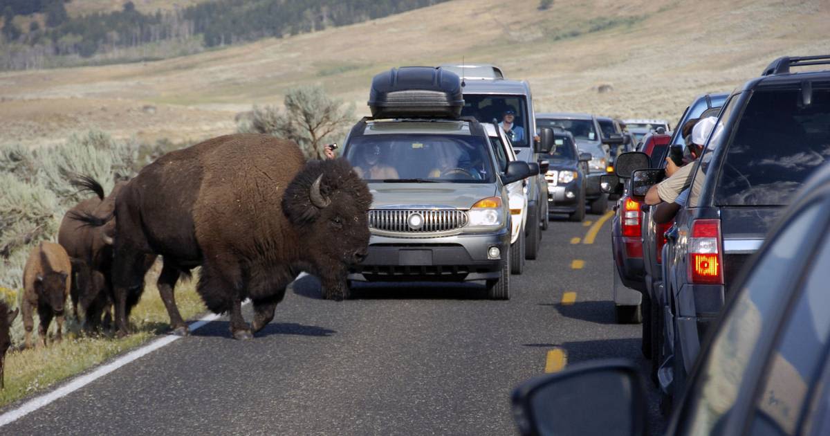 Yellowstone bison gores 83-year-old tourist while ‘defending its space,’ park says