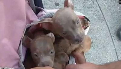 WATCH: NYPD officers rescue puppies trapped in heating bag, earn praise