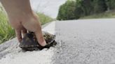 Kentucky Fish and Wildlife talks sharing the road with critters this summer