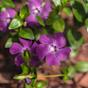 Vinca Periwinkle Flower