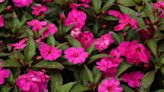 Why are my impatiens leaves turning yellow? The answer – plus ways to keep them healthy