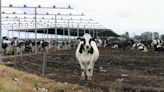 A Florida dairy farm lost 360 cows in Hurricane Ian. Can the damaged business survive?