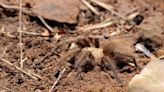 ‘Males will cover a lot of ground to find females’: New Mexico tarantulas on the hunt this fall