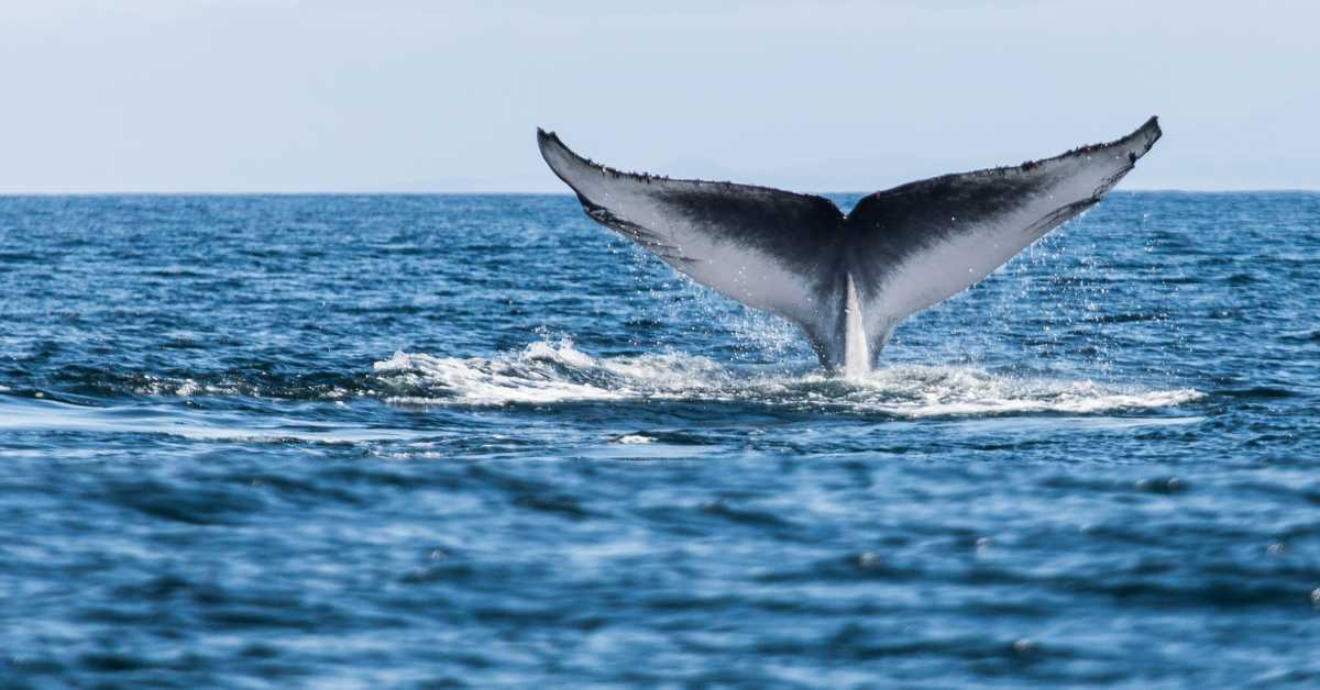 Whale Watchers Capture Stunning Video of Monster Blue Whale