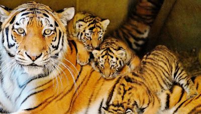 Longleat quartet of Endangered Amur tiger cubs are all girls